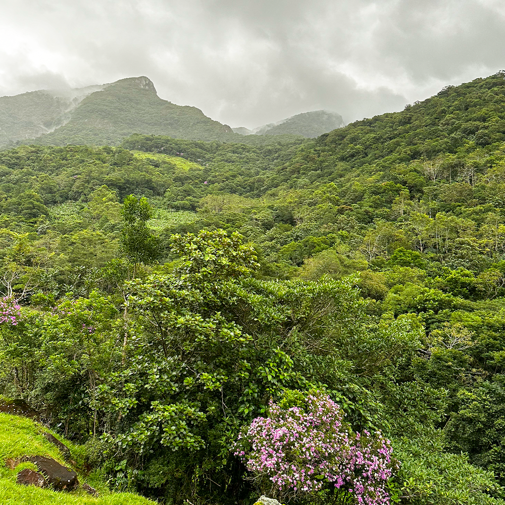Julho Verde: Conservação das Florestas e da Natureza